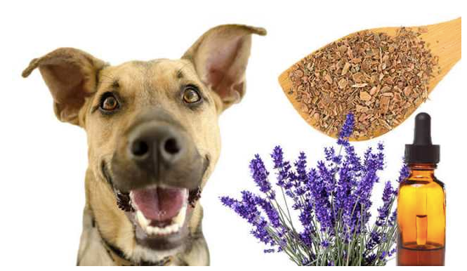 Natural-Dog-Shampoo-Bar-Lemongrass-Lavender-Neem